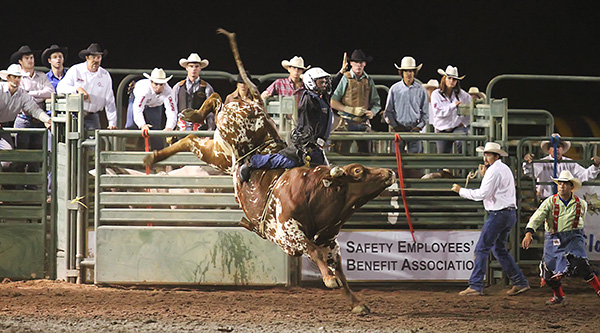 bucking bulls